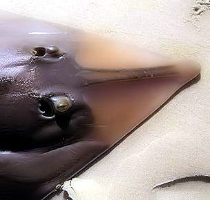 Rhinobatos (Rhinobatos) rhinobatos _07.jpg